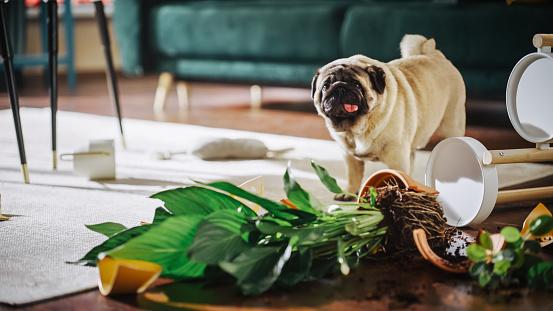Destruir as coisas em casa é um sinal que o cão está se sentindo abandonado. (Fonte: GettyImages/ Reprodução)