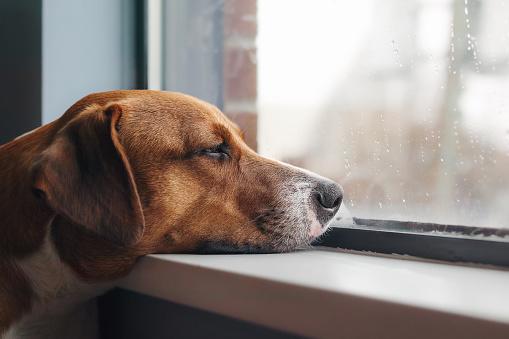 Tal como os humanos, os cachorros também ficam deprimidos. (Fonte: GettyImages/ Reprodução)