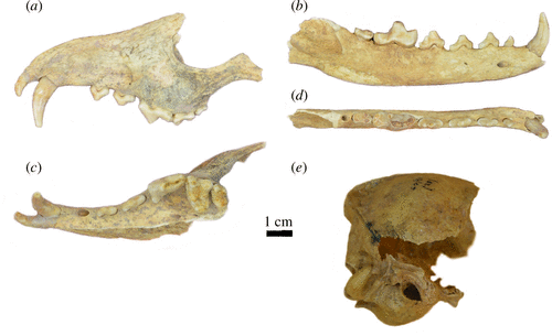 Ossos da raposa descansavam junto dos ossos humanos. (Fonte: Cinthia C. Abbona et al/ Divulgação)