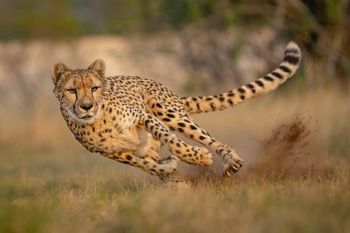 Os guepardos estão entre os animais mais velozes do mundo. (Fonte: Getty Images/Reprodução)