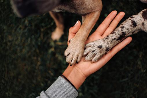 As unhas dos cães se desgastam à medida que elas têm contato com o chão. (Fonte: Getty Images/Reprodução)