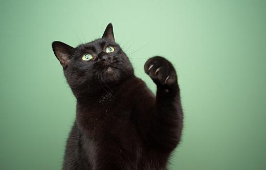 As garras afiadas dos gatos têm a função de ataque. (Fonte: Getty Images/Reprodução)