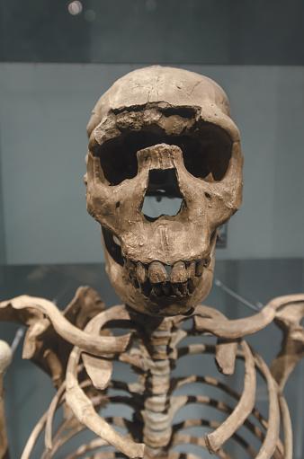 Pesquisadores contestam a teoria de que alguns Homo erectus teriam conseguido se locomover em barcos. (Fonte: GettyImages)