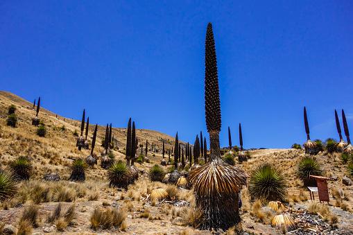 Exemplares de Puya raimondii são referências culturais na Cordilheira dos Andes. (Fonte: GettyImages)