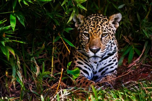 A onça pintada é um dos animais ameaçados de extinção no Brasil. (Fonte: GettyImages/ Reprodução)