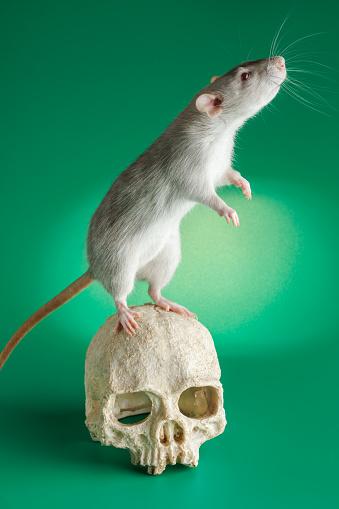 O rato-gafanhoto-do-sul fica em pé para uivar pra Lua. (Fonte: GettyImages/ Reprodução)