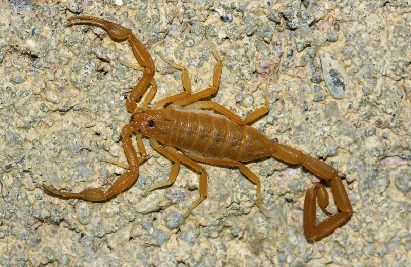 O escorpião-de-casca é um alvo fácil para o rato-gafanhoto-do-sul. (Fonte: Wikimedia Commons/ Reprodução)