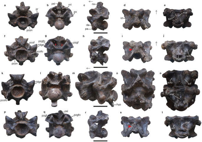 Vértebras da Vasuki indicus encontradas na Índia. (Fonte: Datta, D. e Bajpai, S., Scientific Reports/ Divulgação)