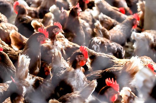 Estudo identificou similaridades em casos de bactérias multirresistentes entre galinhas domésticas e comerciais. (Fonte: GettyImages)