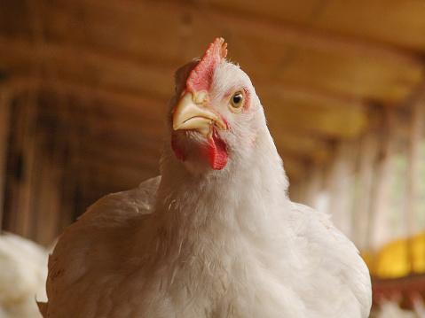 Pesquisadores alertam para cuidados preventivos na hora de preparar a carne do frango. (Fonte: GettyImages)