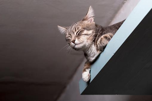 Momentos isolados no alto ajudam gatos a desestressar. (Fonte: GettyImages)