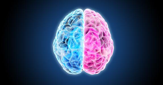 O cérebro humano é dividido em dois hemisférios, e cada um deles domina funções específicas. (Fonte: Getty Images/Reprodução)