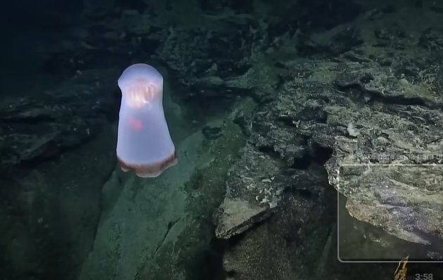 Seria um fantasma marinho? Calma, é só uma água-viva estranha. (Fonte: EVNautilus, YouTube/ Divulgação)