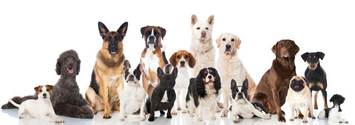 O estudo demonstrou que não há muito diferença na saúde dos SRD comparados aos de cães de raça. (Fonte: Getty Images/Reprodução)