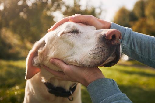 Os cuidados e o estilo de vida têm mais impacto na saúde dos cães que a raça. (Fonte: Getty Images/Reprodução)