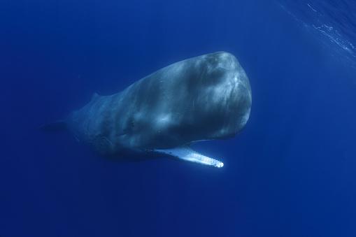 A cachalote é um dos maiores animais dos oceanos. (Fonte: Getty Images)