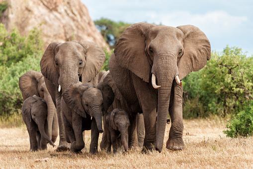 Os elefantes também possuem um cérebro grande. (Fonte: Getty Images/Reprodução)