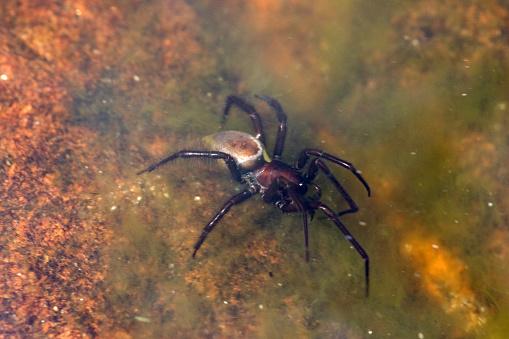 As aranhas aquáticas vêm enfrentando desafios no seu habitat. (Fonte: Getty Images/Reprodução)