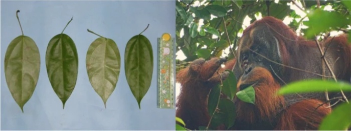 Folhas usadas pelo orangotango no tratamento. (Fonte: Scientific Reports/Reprodução)