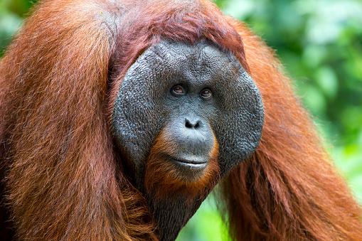 O orangotango de Sumatra é uma espécie ameaçada de extinção. (Fonte: Getty Images/Reprodução)