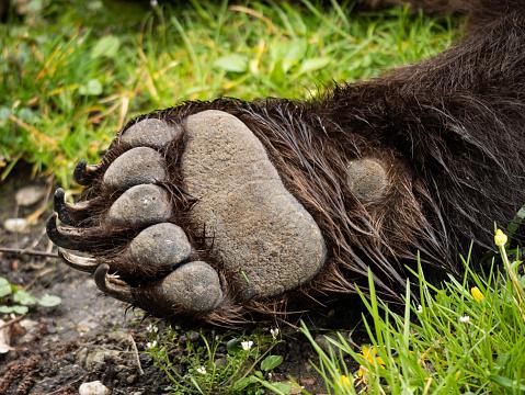 Pata de urso com cinco dedos. (Fonte: Getty Images/Reprodução)