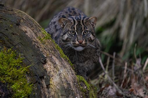 O gato pescador foi registrado pela equipe de pesquisadores que explorava o mangue. (Fonte: Getty Images/Reprodução)