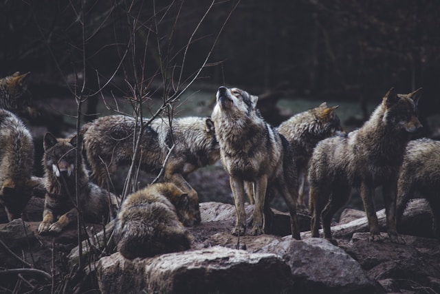 Lobos são parte de um ecossistema saudável. (Fonte: Unsplash/Reprodução)