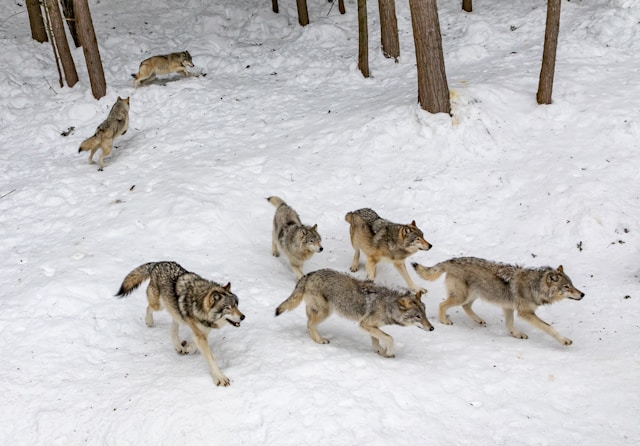 Ação humana influencia mais a diminuição de espécies do que a presença de lobos. (Fonte: Unsplash/Reprodução)