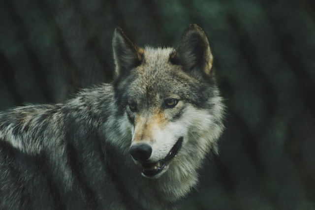 Lobos vivem â beira da deficiência nutricional. (Fonte: Unsplash/Reprodução)