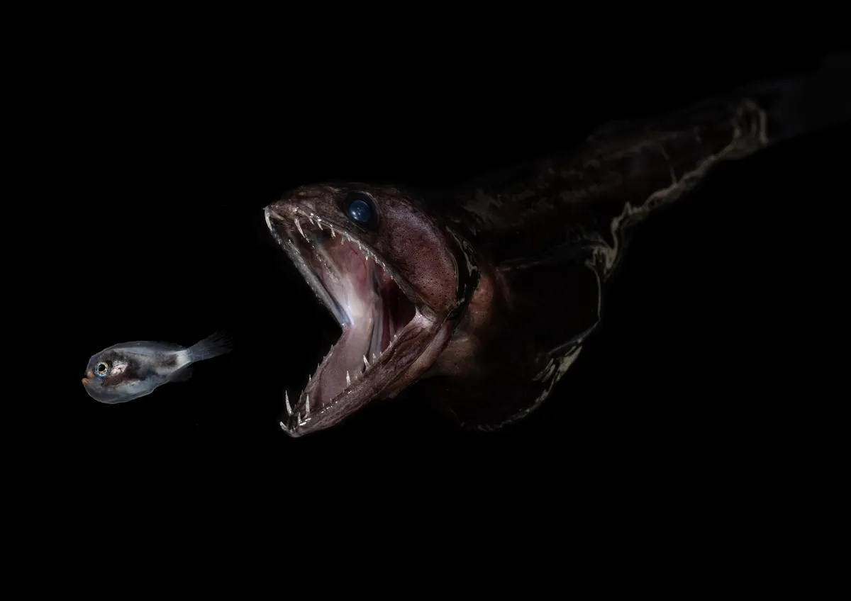 Uma pequena larva de  peixe-machadinha (à esquerda) sendo caçada por um engolidor-negro. (Fonte: IFLScience).