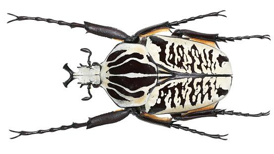 Goliathus albosignatus, uma das cinco espécies de besouro-golias. (Fonte: Getty Images/Reprodução)