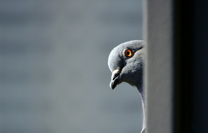 Os pombos espiões registraram fotos de boa qualidade. (Fonte: Unsplash)