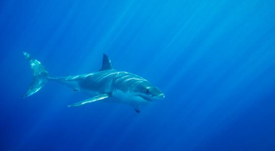 Nicole mostrou que tubarões brancos são ótimos viajantes. (Fonte: GettyImages/ Reprodução)