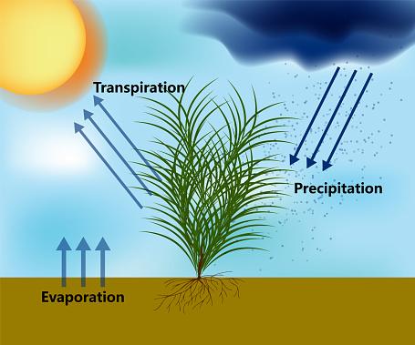 Figura ilustrando o processo de evapotranspiração e formação das chuvas. (Fonte: Getty Images)