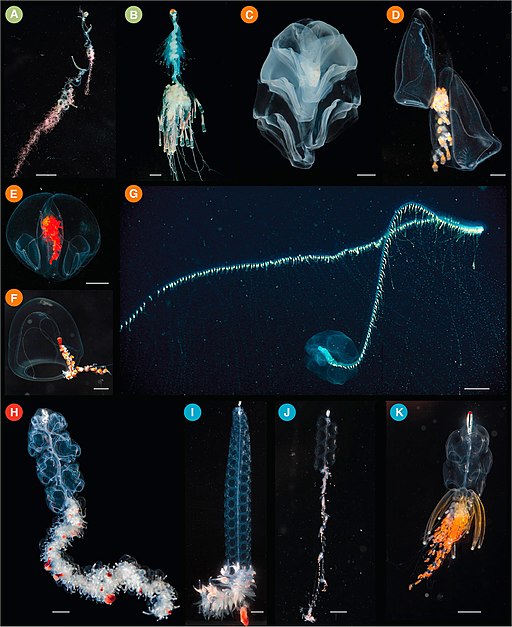 Alguns exemplos de sifonóforos. (A) Rhizophysa eysenhardtii; (B) Bathyphysa conifera; (C) Hippopodius hippopus; (D) Kephyes hiulcus; (E) Desmophyes haematogaster; (F) Sphaeronectes christiansonae; (G) Praya dubia; (H) Apolemia sp.; (I) Lychnagalma utricularia; (J) Nanomia sp.; e (K) Physophora hydrostatica. (Fonte: Wikimedia Commons / Reprodução)