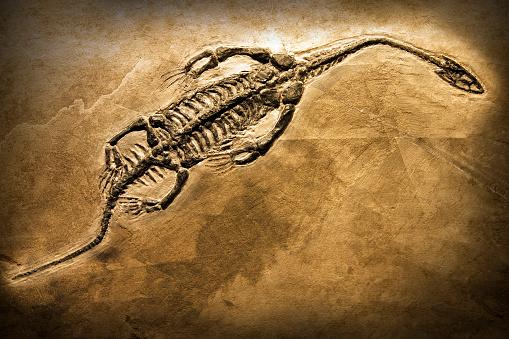 Algumas espécies podem nunca ter realmente virado fósseis, dizem investigadores. (Fonte: GettyImages)