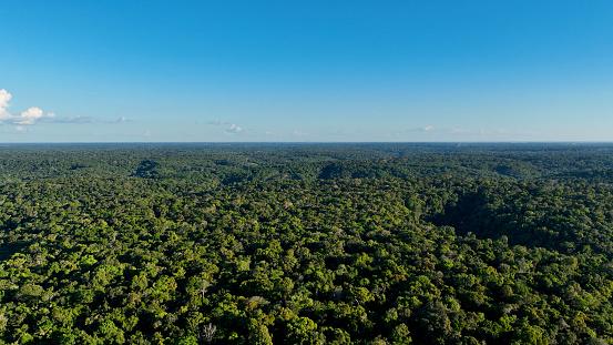 Exuberante e diversificada, a Amazônia enfrentou índices alarmantes de desmatamento nos últimos anos. (Fonte: Getty Images / Reprodução)