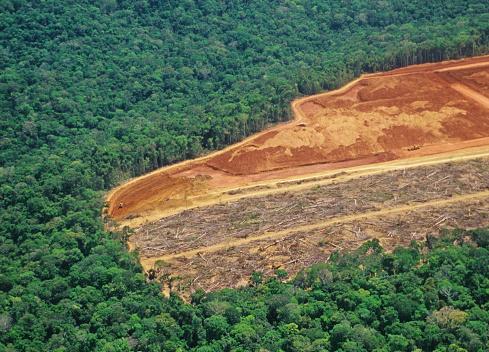 Levantamentos realizados indicam que houve redução na taxa de desmatamento ao longo do último ano. (Fonte: Getty Images / Reprodução)