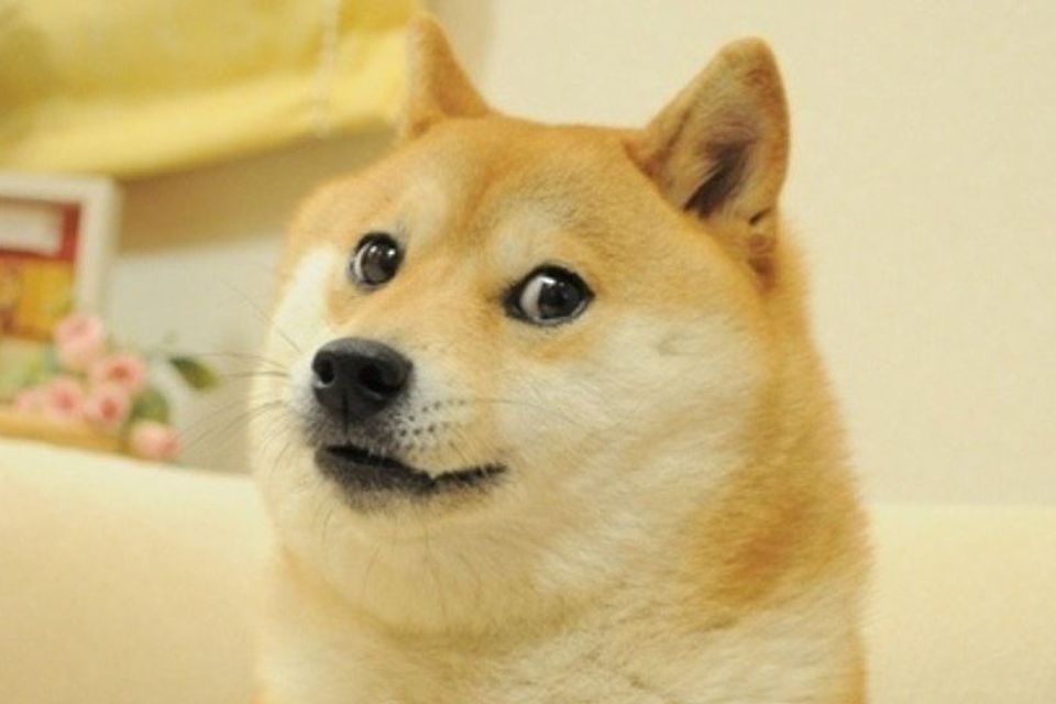 Kabosu, cadela do meme Doge e moeda Dogecoin, morre aos 18 anos