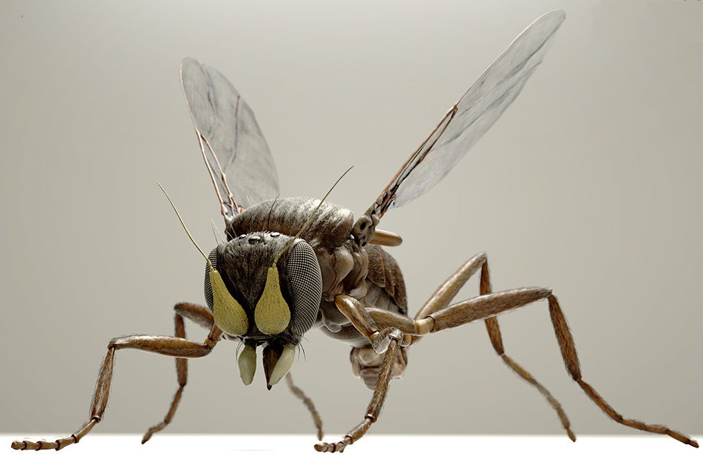 Reprodução artística da mosca-do-caixão. (Fonte: Eric Keller/ Divulgação) 