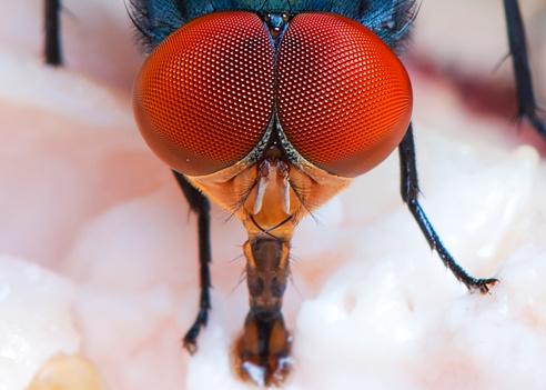 As moscas podem ter comportamentos sombrios. (Fonte: GettyImages/ Reprodução) 