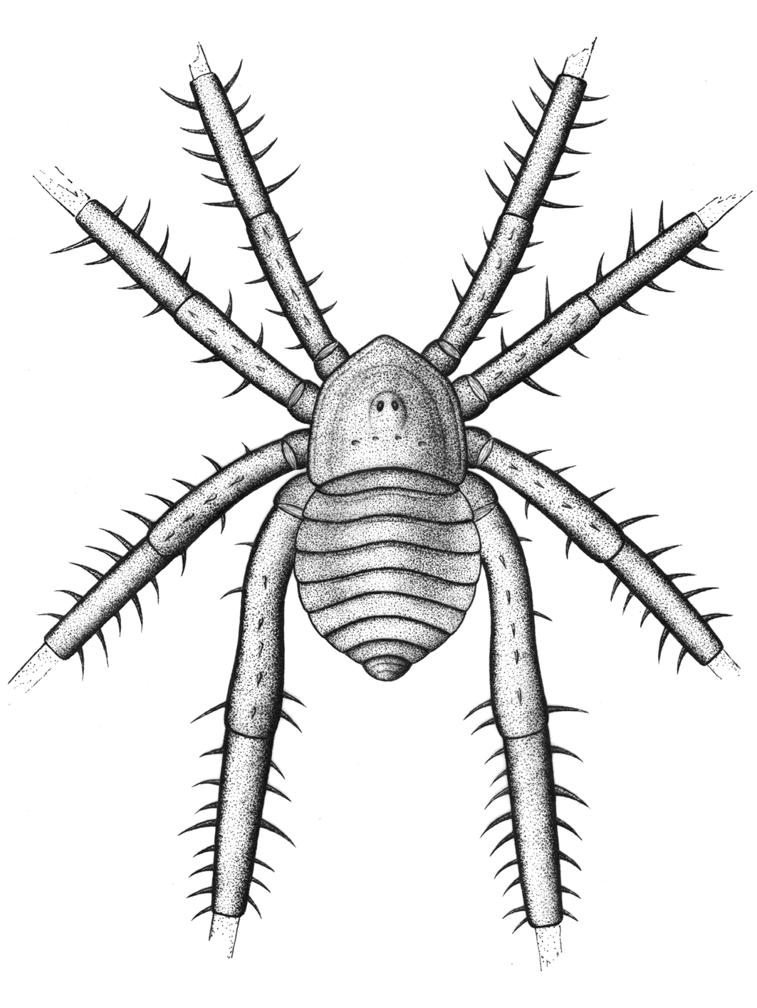 Fóssil mostrou que espécie tinha pernas fortes e pontiagudas. (Fonte: Selden & Dunlop/ Divulgação) 