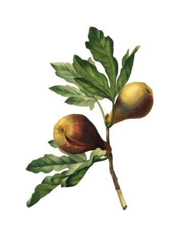 A Vespa-do-Figo tem uma relação de mutualismo com o fruto. 