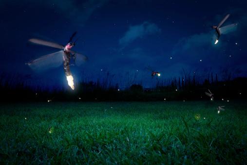 Os vaga-lumes usam o jogo de luzes como forma de comunicação. (Fonte: Getty Images / Reprodução)