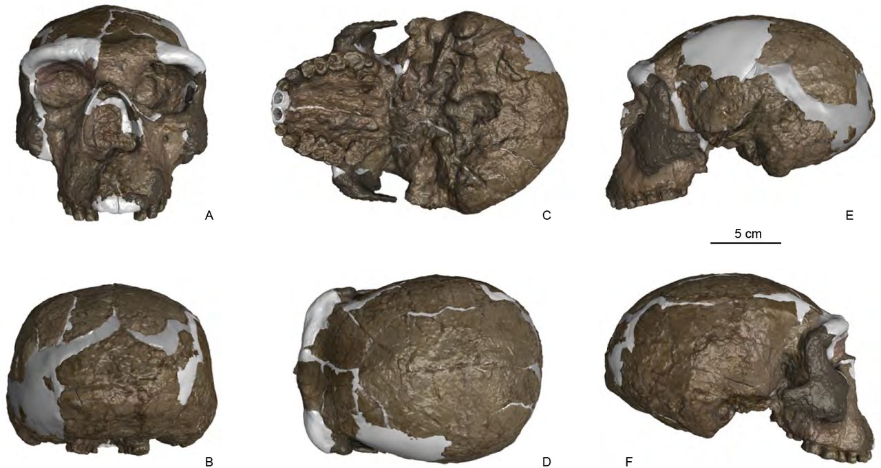 As partes marrom são os ossos fósseis. As áreas claras são as reconstituições feitas pelos pesquisadores. (Fonte: Xiaobo Feng et al./ Divulgação)