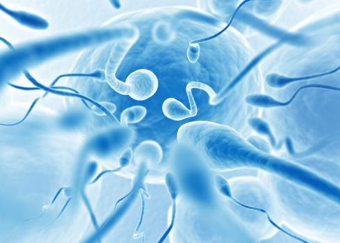 Além da função reprodutiva, os espermatozoides também poderiam agir como agente de imunidade? (Fonte: GettyImages/Reprodução)