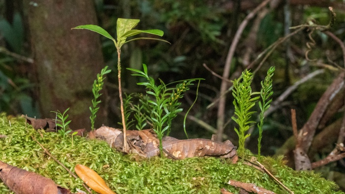 A tiny fern não cresce muito. (Fonte: Royal Botanic Gardens/Divulgação)