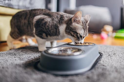 Gatos possuem uma natureza genuinamente carnívora quando falamos em alimentação. (Fonte: Getty Images/Reprodução)