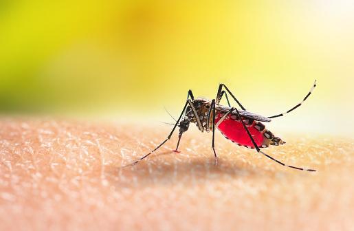 Traço falciforme torna o organismo mais resistente à malária. (Fonte: Getty Images / Reprodução)
