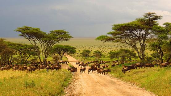 O continente africano tem diferentes ecossistemas. (Fonte: GettyImages/ Reprodução)